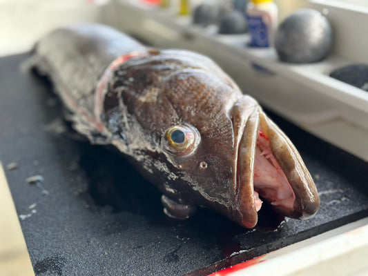 Jig Shape Matters: How Lure Action Triggers Strikes in BC Waters