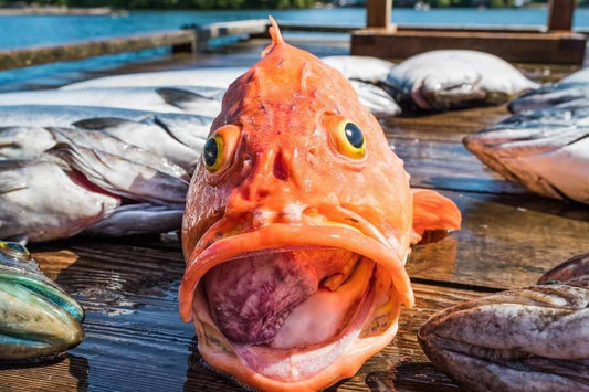 🎣 Top 10 Mistakes Anglers Make in BC Saltwater