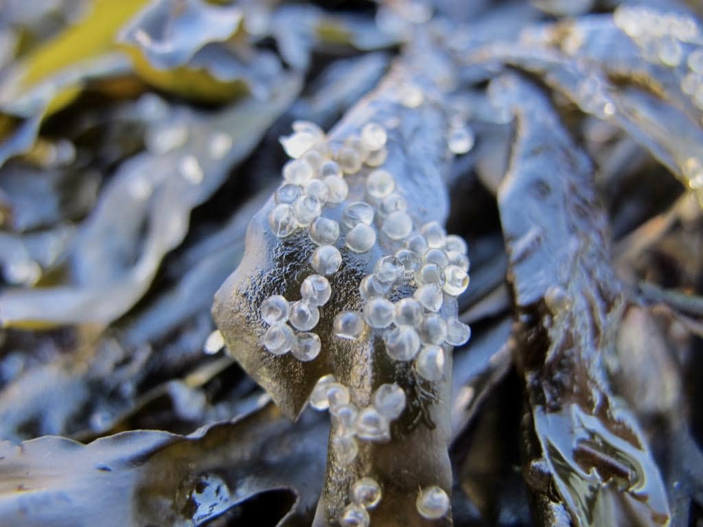 Nanaimo Fishing Guide: Master the Georgia Strait Patterns