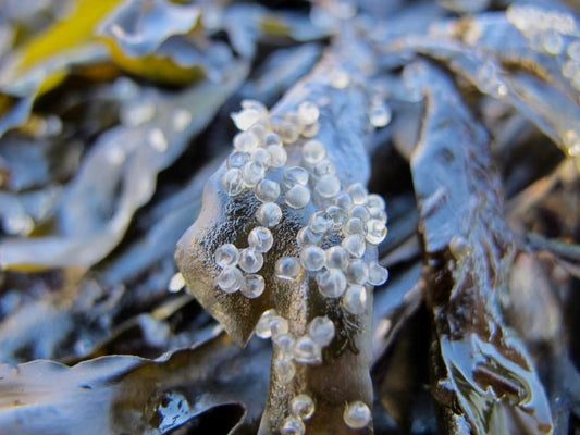 Nanaimo Fishing Guide: Master the Georgia Strait Patterns