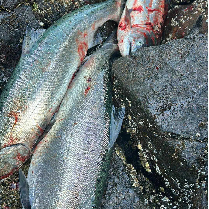 Shore casting