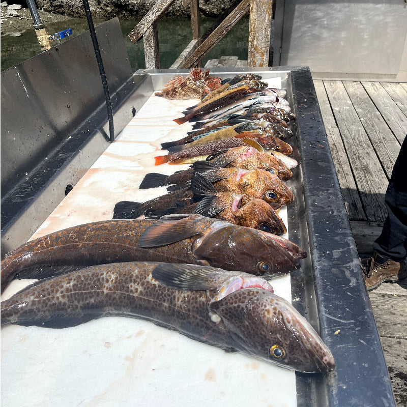 Bottom Fishing